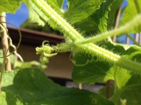 Female flower - you can see the beginnings of a small cucumber at the base of the flower